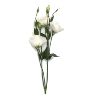 White Lisianthus
